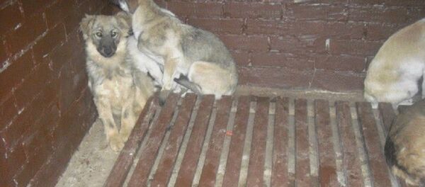 Собаки в Некрополе для животных - Sputnik Молдова