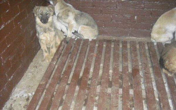 Собаки в Некрополе для животных - Sputnik Молдова