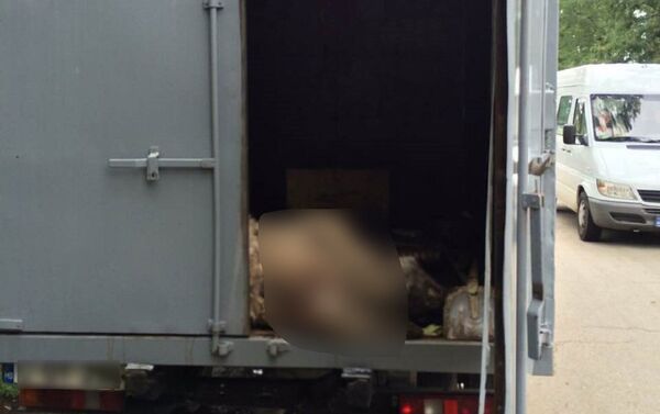 Убитая собака в грузовике кишиневских гицелей - Sputnik Молдова