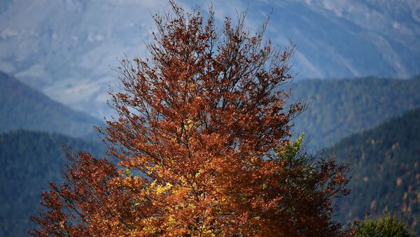 Дерево с осенней листвой во французских Альпах - Sputnik Молдова