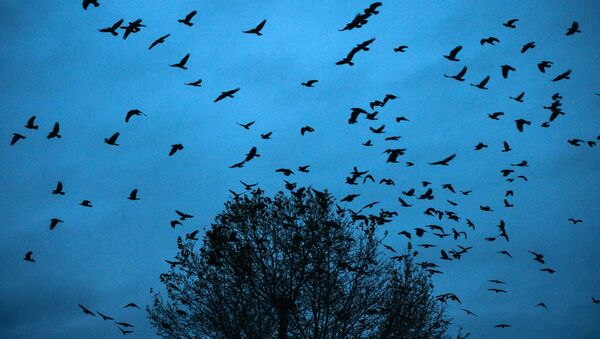 Птицы в небе в Кемеровской области - Sputnik Молдова