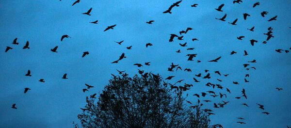 Птицы в небе в Кемеровской области - Sputnik Молдова