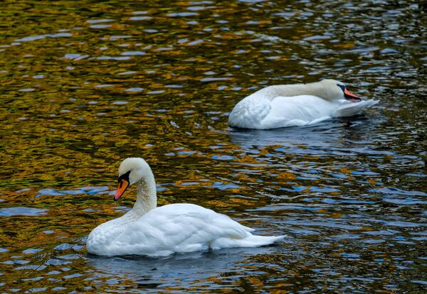 Лебеди на пруду Летнего сада в Санкт-Петербурге - Sputnik Молдова