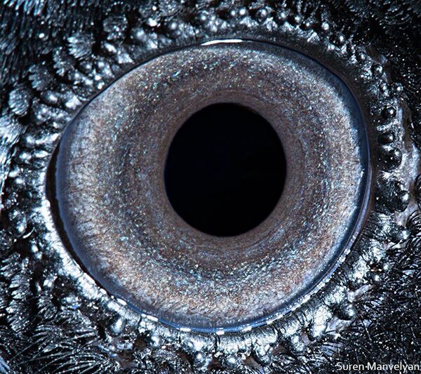 Глаз ворона - Sputnik Молдова