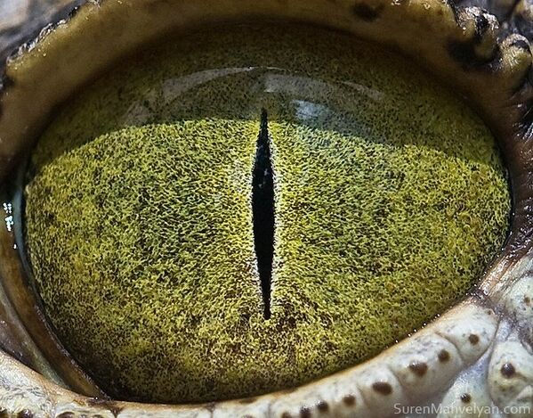 Глаз крокодила - Sputnik Молдова