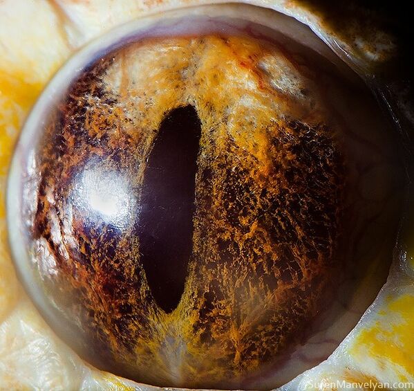Глаз тигрового питона (альбинос) - Sputnik Молдова