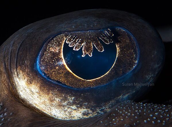 Глаз морской лисицы - Sputnik Молдова