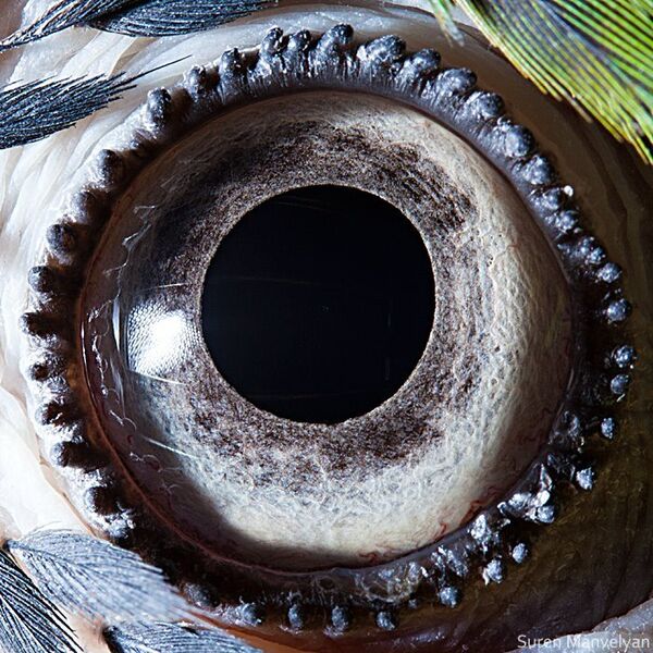 Глаз сине-желтого попугая - Sputnik Молдова