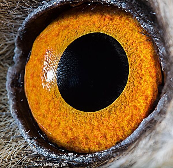 Глаз совы - Sputnik Молдова