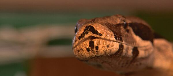 Житель Унген Павел Секрий обустроил во дворе своего дома мини-зоопарк - Sputnik Moldova