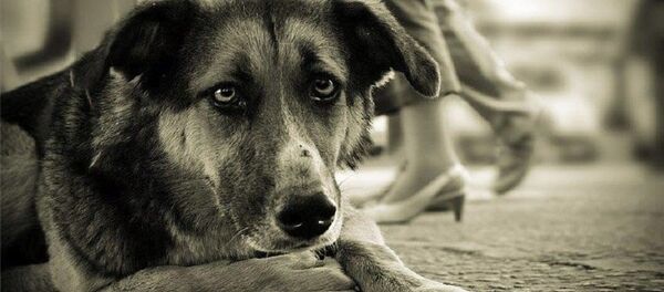 Бездомная собака Бездомная собака - Sputnik Moldova