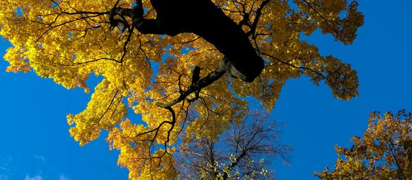 Ветки клена в Михайловском саду в Санкт-Петербурге - Sputnik Молдова