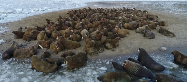 Архипелаг Земля Франца-Иосифа - Sputnik Молдова