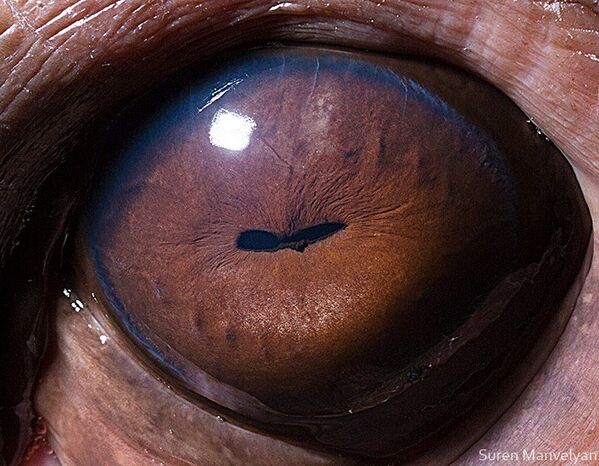 Глаз бегемота - Sputnik Молдова