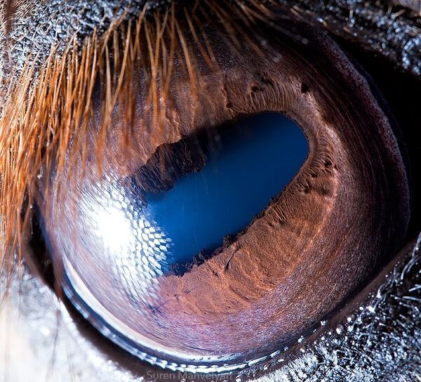 Глаз лошади - Sputnik Молдова