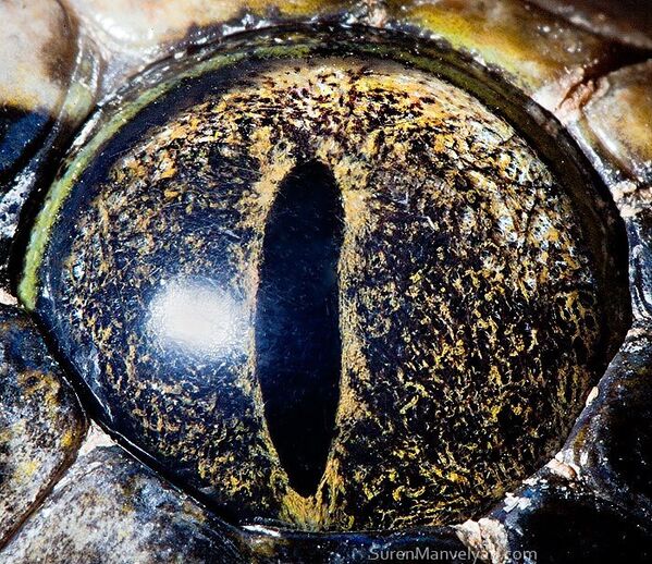 Глаз тигрового питона - Sputnik Молдова