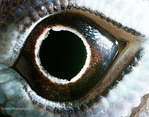 Глаз ящерицы анолис - Sputnik Молдова