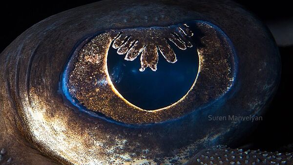 Глаз морской лисицы - Sputnik Молдова