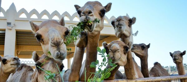 Королевская верблюжья ферма в Бахрейне - Sputnik Moldova-România