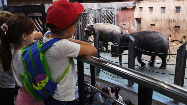 Дети наблюдают за слонами в зоопарке - Sputnik Молдова