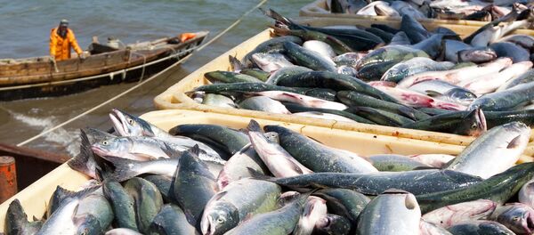 Fiskeri på Sakhalin - Sputnik Moldova