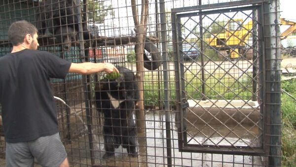 Гималайские медведи вместо собаки: житель Хабаровска завел необычных питомцев - Sputnik Молдова
