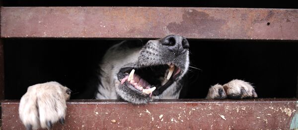 Бездомная собака - Sputnik Молдова