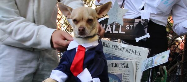 Собачий Хеллоуин состоялся в Нью-Йорке - Sputnik Молдова