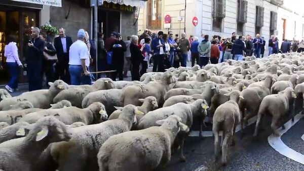 Несколько тысяч овец прошли по улицам Мадрида - Sputnik Молдова