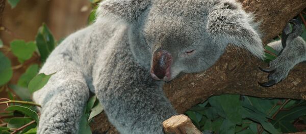 Коала Коала - Sputnik Молдова