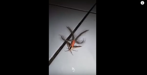 Жуткий мотылек со щупальцами попал на видео - Sputnik Молдова