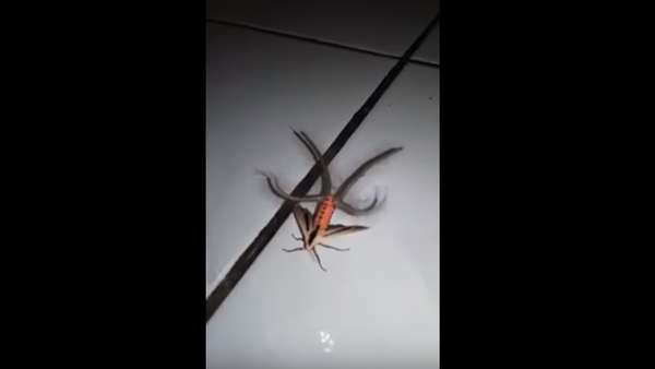 Жуткий мотылек со щупальцами попал на видео - Sputnik Молдова