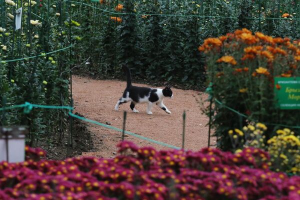 Кошка в Никитском ботаническом саду - Sputnik Молдова