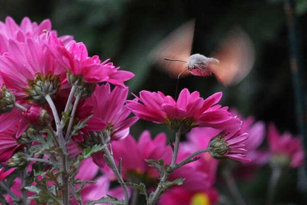 Бабочка-колибри (бражник) в Никитском ботаническом саду - Sputnik Молдова