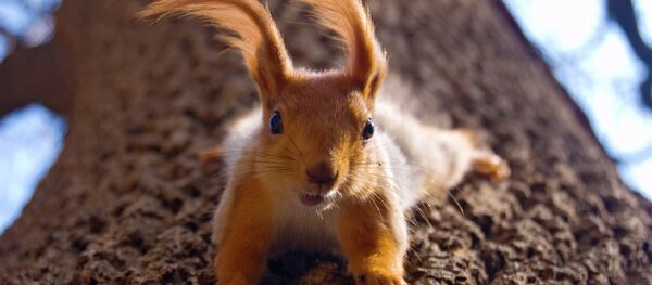 Белка - Sputnik Молдова