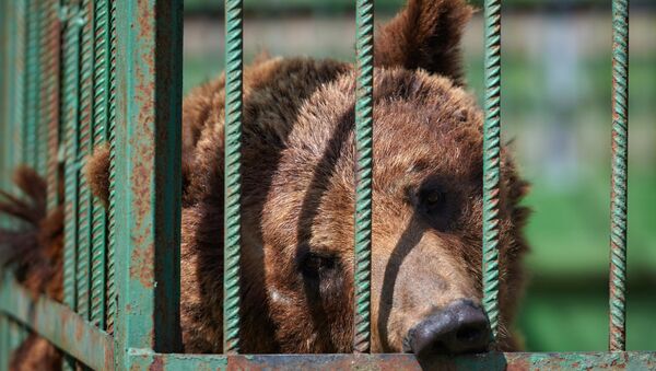 Медведь в клетке. Архив - Sputnik Moldova-România