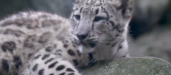 Детеныша снежного барса показали публике в зоопарке Нью-Йорка - Sputnik Молдова