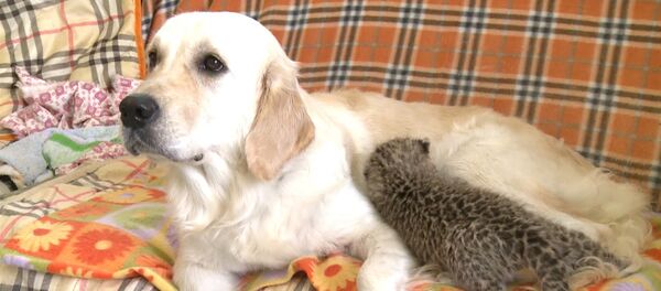 Собака выкармливает детеныша леопарда во Владивостоке - Sputnik Молдова