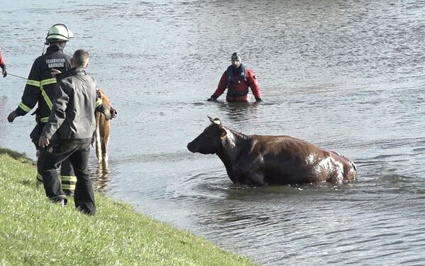 Спасение коровы во время шторма в Германии - Sputnik Молдова