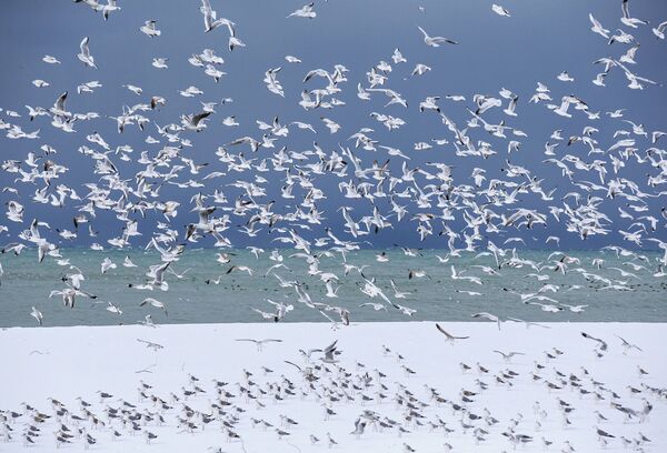 Птицы на берегу моря в городе Сочи - Sputnik Молдова