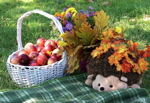 Чем яблоки полезны для здоровья - самый молодильный фрукт Чем яблоки полезны для здоровья - самый молодильный фрукт - Sputnik Молдова