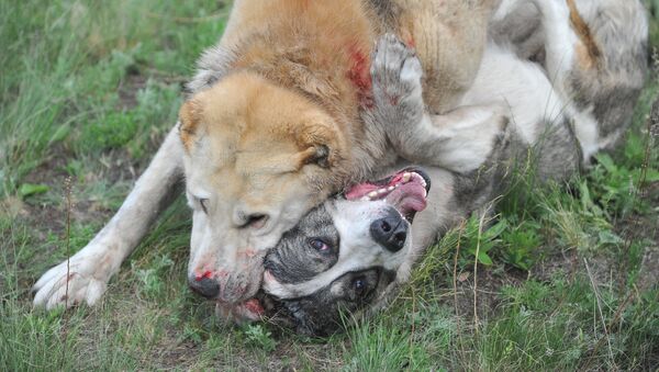 Собачьи бои во время празднования Сабантуя в Челябинской области - Sputnik Молдова