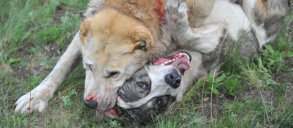 Собачьи бои во время празднования Сабантуя в Челябинской области Собачьи бои во время празднования Сабантуя в Челябинской области - Sputnik Молдова