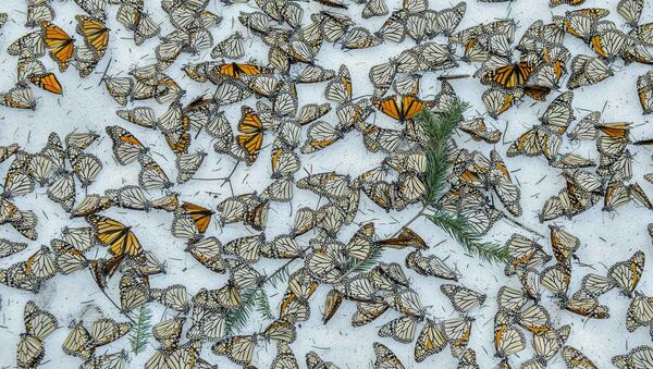 Снимок Monarchs in the Snow фотографа Jaime Rojo, вошедший в шорт-лист конкурса Environmental Photographer of the Year 201 - Sputnik Молдова