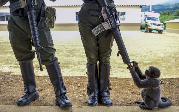 Обезьяна играет с винтовкой женщины-полицейского в Колумбии - Sputnik Молдова