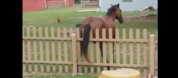 Как чешутся животные: забавные видеокадры - Sputnik Молдова