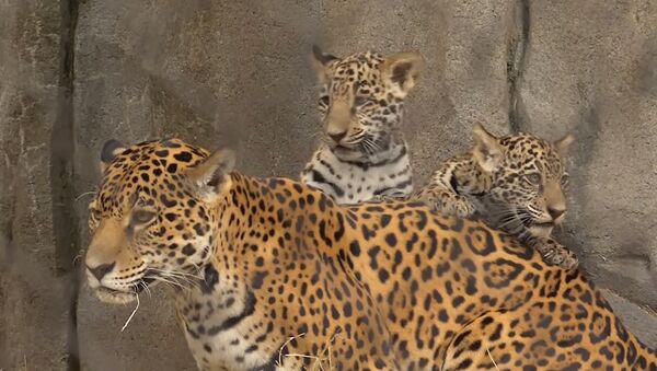 Детеныши ягуара в зоопарке Хьюстона - Sputnik Молдова