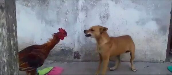 Петух vs Пёс - Sputnik Молдова