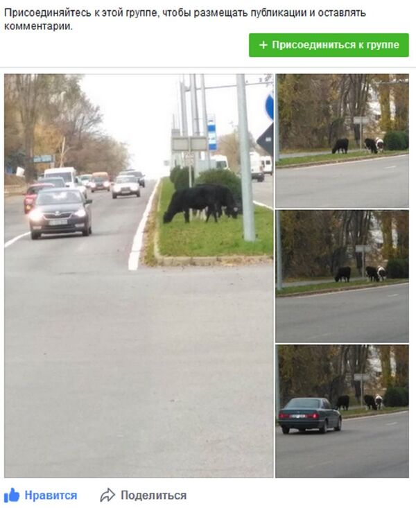 Скриншот поста в facebook - коровы пасутся на трассе Скриншот поста в facebook - коровы пасутся на трассе - Sputnik Молдова
