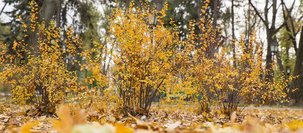 Осень  - Sputnik Молдова